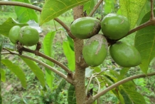 Pili-nut-fruit