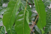 Pili-nut-leaves