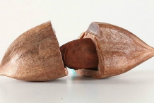 Pili-nut-shell