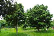 Pili-nut-tree