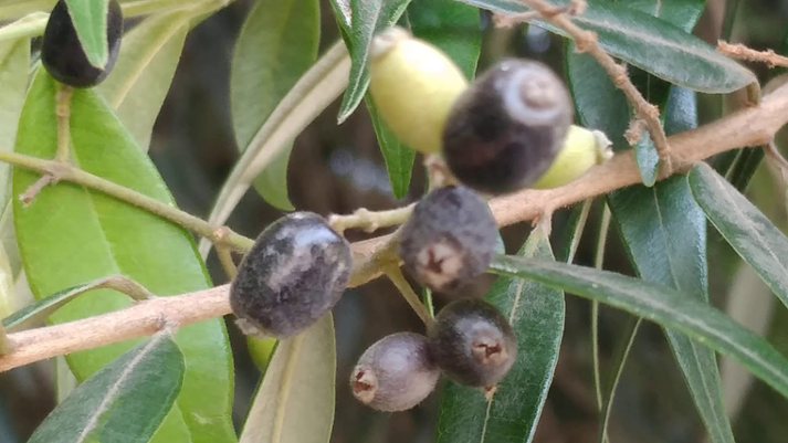 Mature-fruits-of-Pimientillo