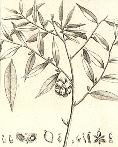 Plant-Illustration-of-Pimientillo