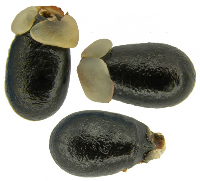 Seeds-of-Pimientillo