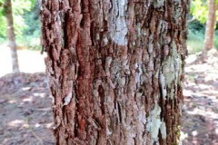 Bark-of-Pimientillo