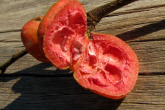 Flesh-of-Pimientillo