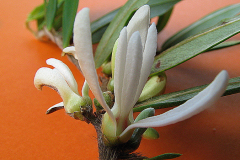 Flower-of-Pimientillo