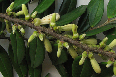 Flowering-buds-of-Pimientillo