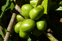 Immature-fruits-of-Pimientillo