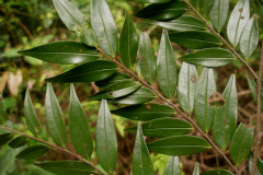 Leaves-of-Pimientillo