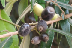 Mature-fruits-of-Pimientillo