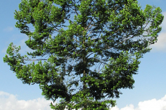 Pimientillo-tree