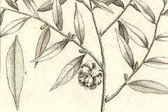 Plant-Illustration-of-Pimientillo