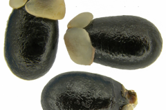 Seeds-of-Pimientillo