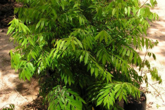 Young-Pimientillo-plant