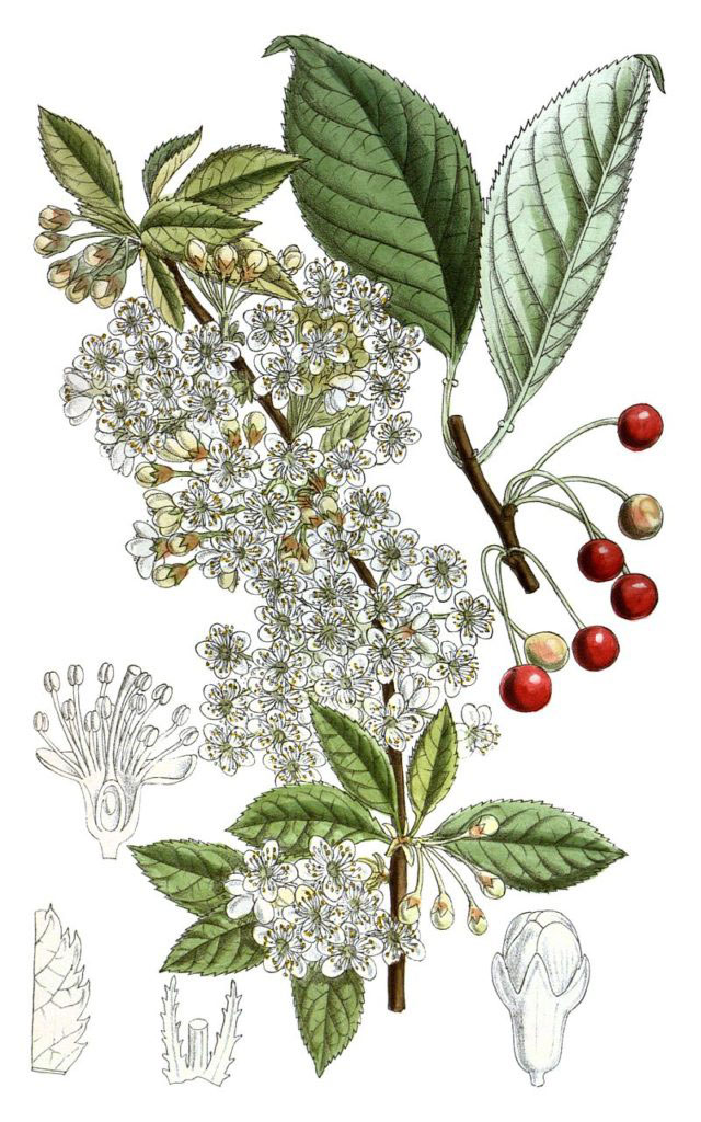 Plant-Illustration-of-Pin-Cherry
