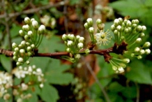 Flowering-buds-of-Pin-Cherry