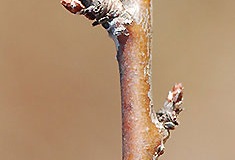 Buds-of-Pin-Cherry