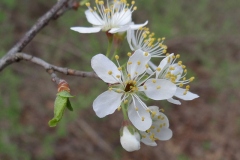 Flowers-of-Pin-Cherry