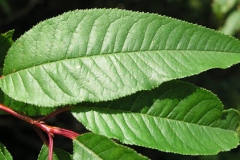 Leaves-of-Pin-Cherry