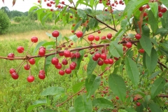 Mature-fruits-of-Pin-Cherry