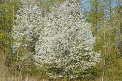 Pin-Cherry-tree