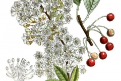 Plant-Illustration-of-Pin-Cherry