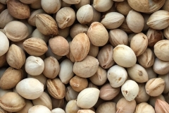 Seeds-of-Pin-Cherry