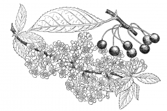 Sketch-of-Pin-Cherry