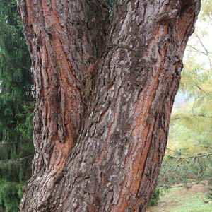 Pine-nut-bark