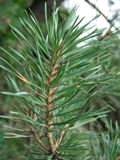 Pine-nut-needles