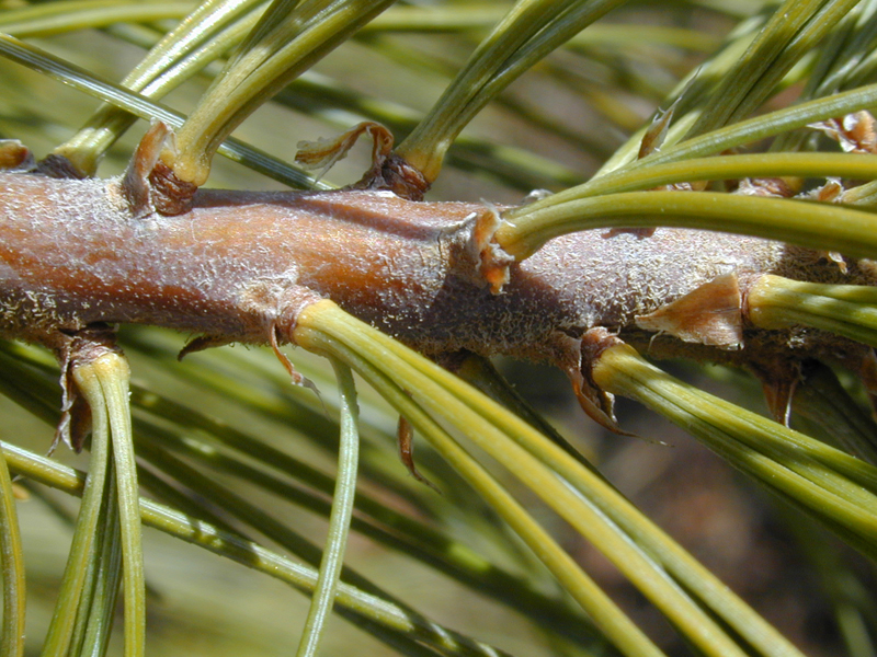 Pine-nut-stem