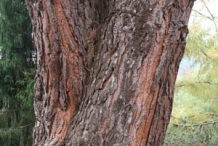 Pine-nut-bark