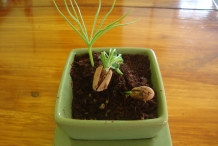 Pine-nut-bonsai