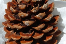 Pine-nut-cone-dried