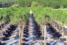 Pine-nut-farm