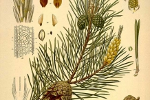 Pine-nut-illustration
