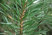 Pine-nut-needles