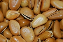 Pine-nut-shell