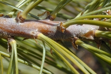 Pine-nut-stem