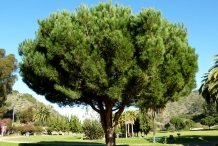 Pine-nut-tree