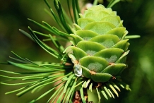 Pine-nuts-cone-undried