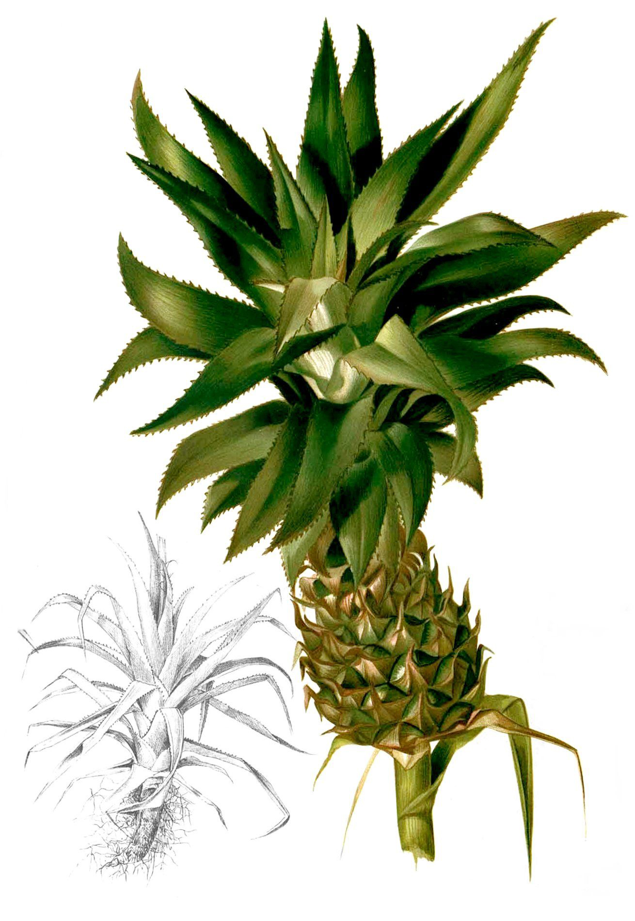 Pineapple-illustration