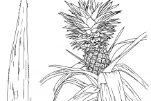 Pineapple-drawing