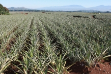 Pineapple-farm