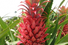 Pineapple-flower
