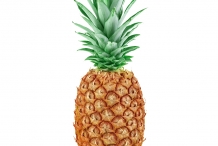 Pineapple-fruit