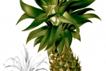 Pineapple-illustration