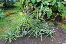 Pineapple-plant