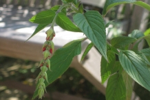 Pineapple-sage-buds