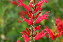 Pineapple-sage-close-up-flowers